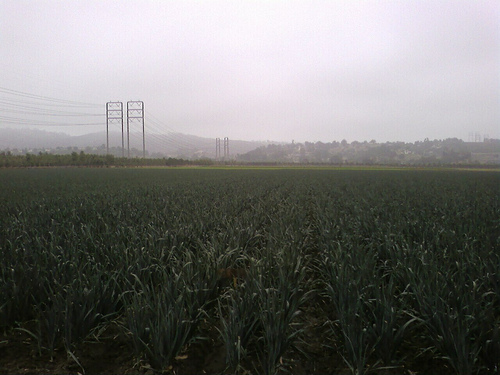 Green Onion Field, Moorpark, CA