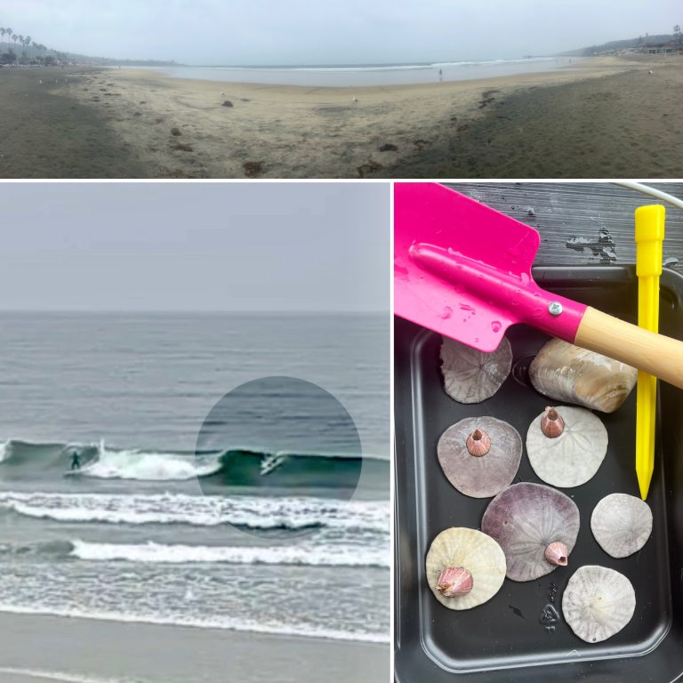 Triptych: Panorama of La Jolla Shores, mostly empty, cloudy and rainy; A selection of found sand dollars and a small stake and pink trowel; and a screenshot of a video of a bodysurfer (me) riding a breaking wave with other surfers also in the water.