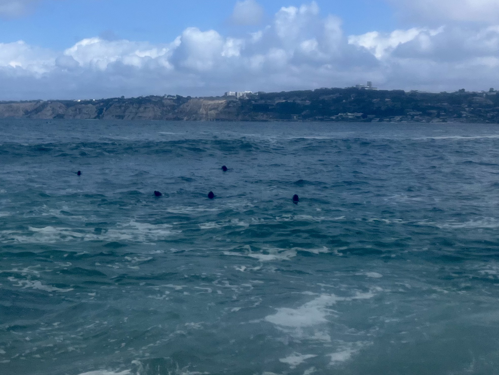Looking northeast out of the Cove and 5 sea lion heads are looking at the camera. La Jolla Shores is in the distance. Partly cloudy skies.
