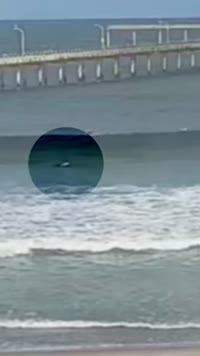 Bodysurfing Video - Ocean Beach (2026-04-12)